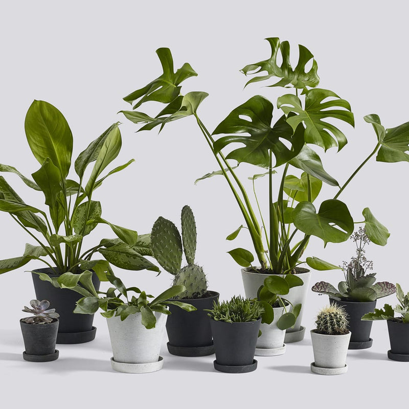 Blomsterpotte Med Fat Sort Liten
